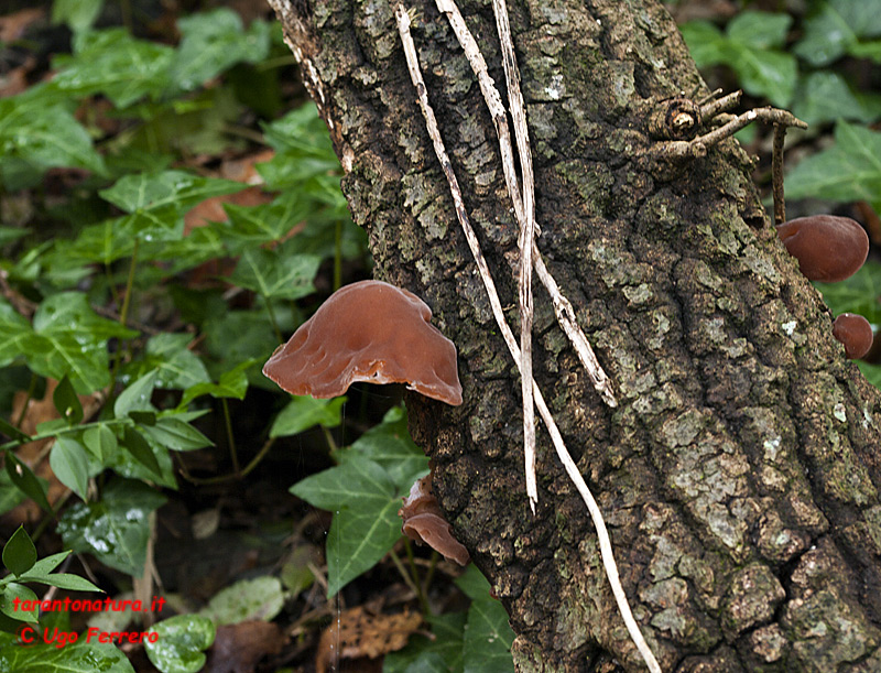 Foto funghi ed una richiesta